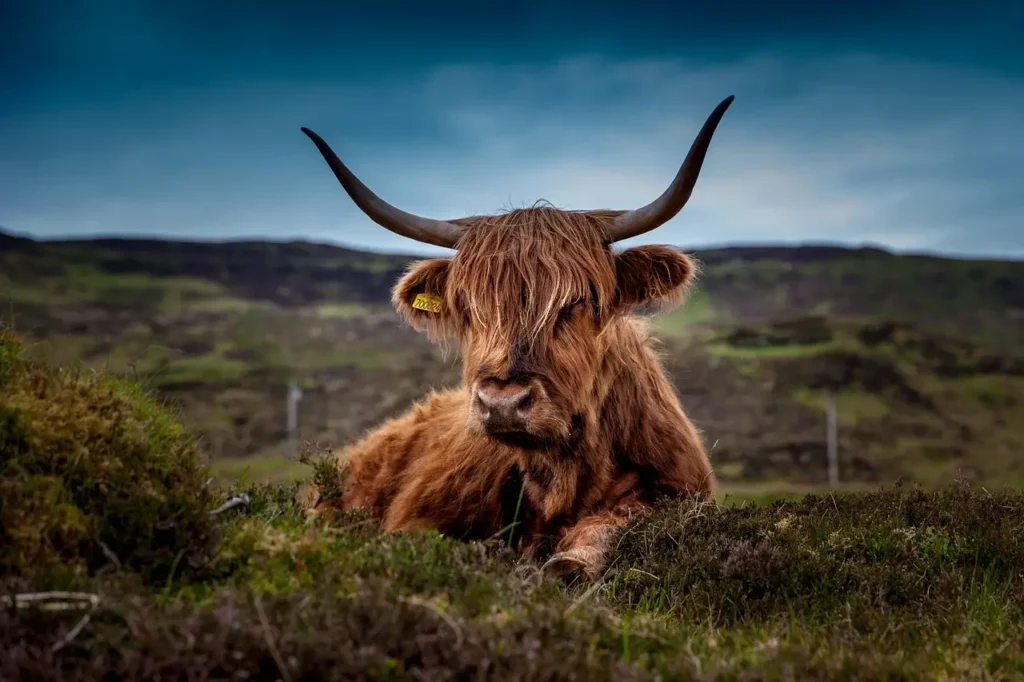 Nature in the best places to Hike Scotland